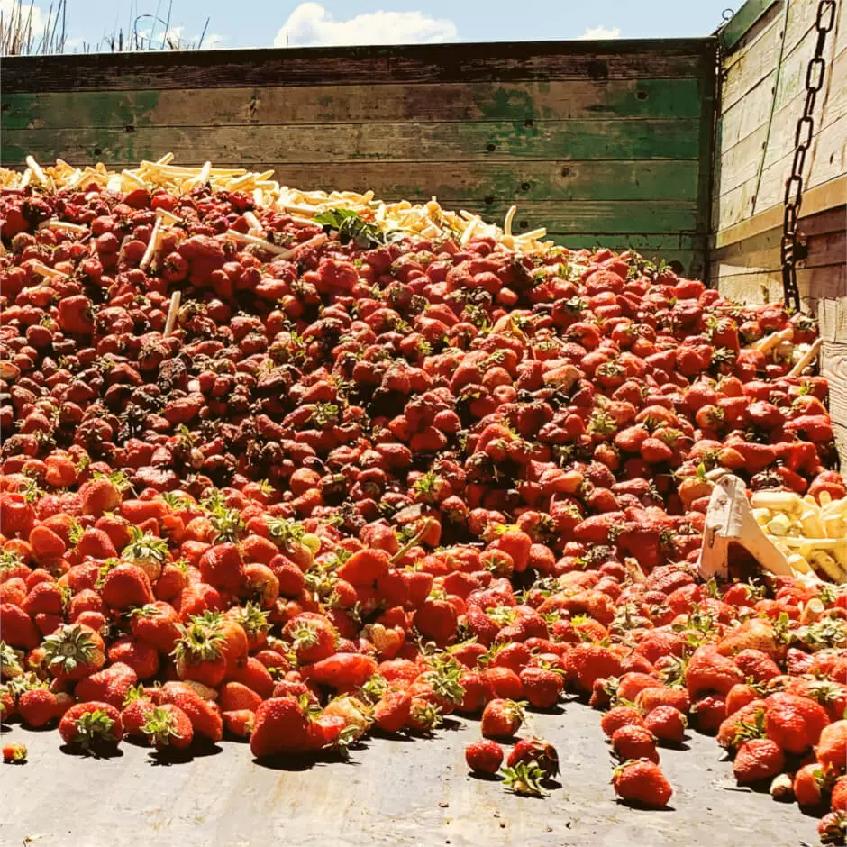 Foto eines Haufens aussortierter Erdbeeren, die aus der Norm fallen und auf dem Müll landen.